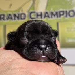 French Bulldog and Nova Scotia Duck Tolling Retriever Puppies from Folklore Den
