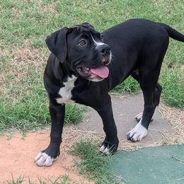STORM - Alapaha Blue Blood Bulldog puppy from Red Dirt Alapahas