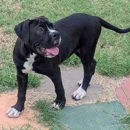 STORM - Alapaha Blue Blood Bulldog puppy from Red Dirt Alapahas