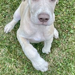 Lila - Fawn female Great Dane puppy in Charlotte, Michigan from Blue Diamond Danes