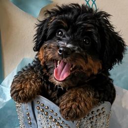 Mary Lou - Black phantom female Aussiedoodle puppy in Central Islip, New York from Fifth Avenue Australian Shepherds