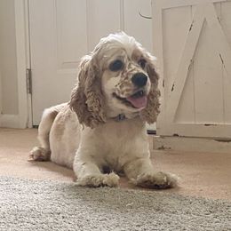 Molly - Cocker Spaniel