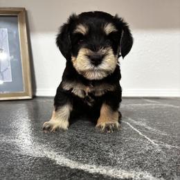 Grey Collar - Black and silver male Miniature Schnauzer puppy in Houston, Texas from Silver Paw Ranch