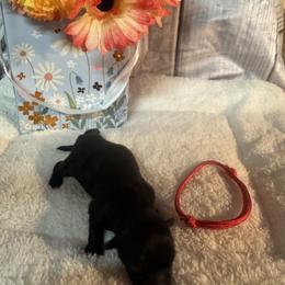 Rosie - Black and white female Shih Tzu puppy in Success, Missouri from Salty Pawz Kennel LLC
