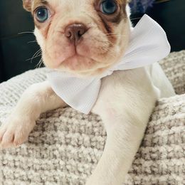 Boston Terrier Puppies from The Terriers Place