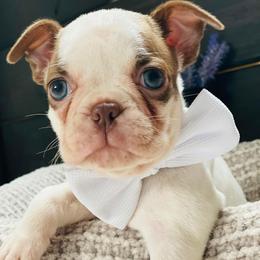 Boston Terrier Puppies from The Terriers Place