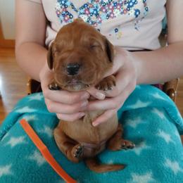 Orange - Dark golden male Golden Retriever puppy in Lanesboro, Minnesota from Eagle Ridge Golden Retrievers