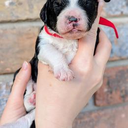 Mardi - Tri-color male Bernedoodle puppy in Beaumont, Texas from Joy's Dood Ranch