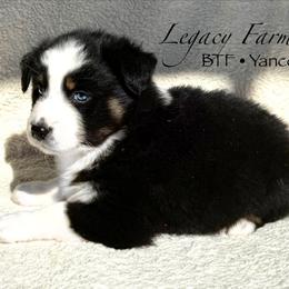 BTF Yancey - Black tri-color female Australian Shepherd puppy in Shelby, Alabama from Legacy Farms