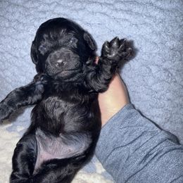 Callie - Black female Goldendoodle puppy in Litchfield, Connecticut from Gracie Doodles CT