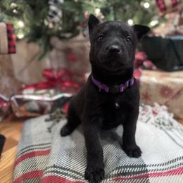 Purple female - Black sable male Belgian Malinois puppy in Russellville, Kentucky from KCK9