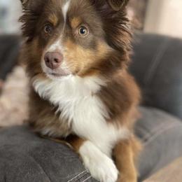 Aussiedoodle and Miniature American Shepherd Puppies from Lori Davis