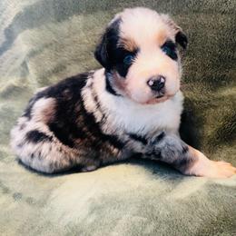 Hardy - Blue merle male Australian Shepherd puppy in Mckenzie, Tennessee from Whispering Iris Aussies
