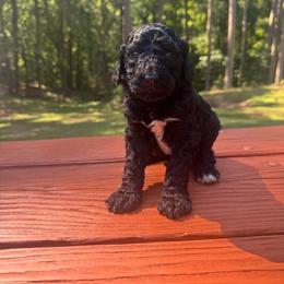 Male 2 - Black male Poodle puppy in Bremen, Georgia from Kelley’s Poodle Patch