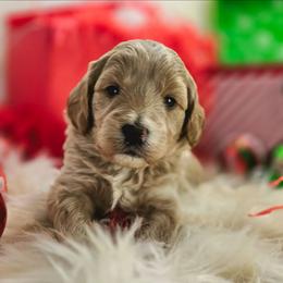 Misty - Apricot female Goldendoodle puppy in Eugene, Oregon from Oregon's Legendary Goldendoodles