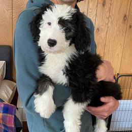 EMILY - Black and white female Old English Sheepdog puppy in Charlo, Montana from Heavenly Hilltop Farm