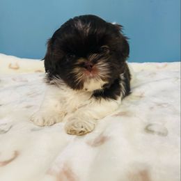 Kit Kat - Liver and white female Shih Tzu puppy in Hawthorne, Florida from Simply Southern Shihtzus