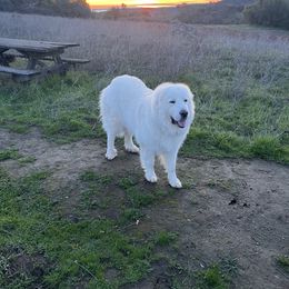 Great Pyrenees from Royal Oaks Pyrenees