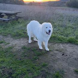 Great Pyrenees from Royal Oaks Pyrenees