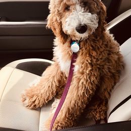 Goldendoodle puppies from Austin Doodle Ranch