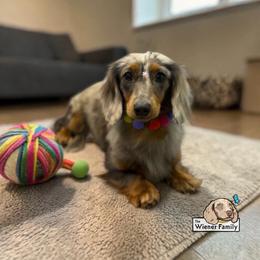 Stella - Dachshund