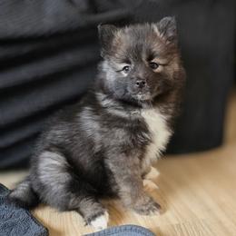Mamba - Black and white male Pomsky puppy in Omaha, Nebraska from Wolfpack Pomskies