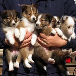 Shetland Sheepdogs from Fox Point Farm Toy Shelties
