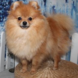 Abbey - Pomeranian