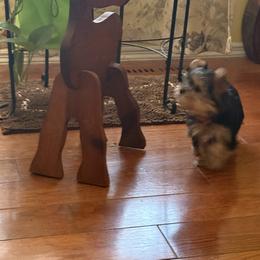 Yorkshire Terrier Puppies from Kathryn's Yorkies