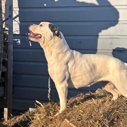 Twister  - Alapaha Blue Blood Bulldog