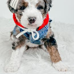 Padme - Blue merle female Bernedoodle puppy in Otisville, Michigan from Danie’s Darling Doodles LLC
