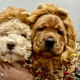 Lagotto Romagnolo Puppies from Anna’s Lagottos