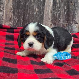 Winston - Tri-color male Cavalier King Charles Spaniel puppy in Preston, Maryland from Katie's Pups