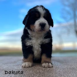 Dakota - Black rust and white Bernese Mountain Dog puppy in New Haven, Indiana from Milan Berners