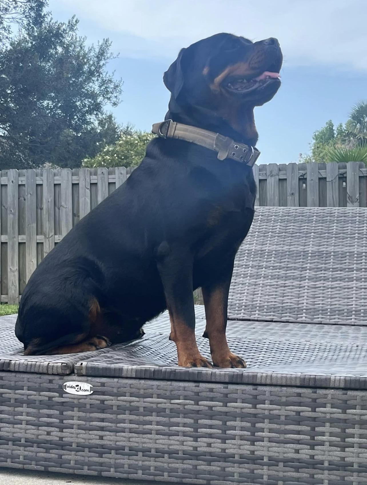 Mazzie