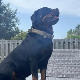 Mazzie - Rottweiler