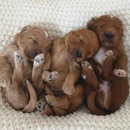 Hero - Apricot male Goldendoodle puppy in Modesto, California from Central Valley Canine Companions