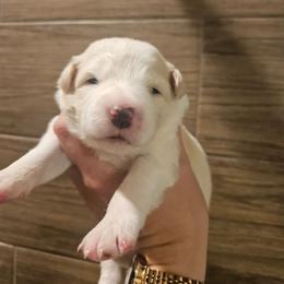 Girl 4 - White and gold female Border Collie puppy in Caledonia, Michigan from Magnolia Acres