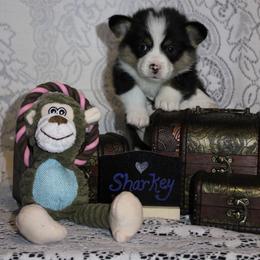 Sharkey - Black and tan male Pembroke Welsh Corgi puppy in Purcellville, Virginia from Rhone River Farm Pembroke Welsh Corgis