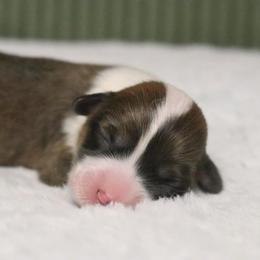 Willow Mae (Tundra) - Sable female Pembroke Welsh Corgi puppy in Fayetteville, Arkansas from Intergalactic Corgis
