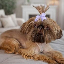 Cappy - Shih Tzu
