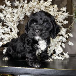 Boy 3 - Black and white male Cockapoo puppy in Lake Tansi, Tennessee from Davis cockapoos