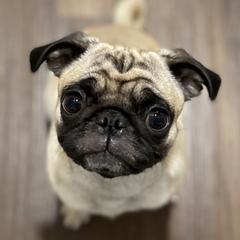 Cuddles - Pug