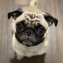 Cuddles - Pug