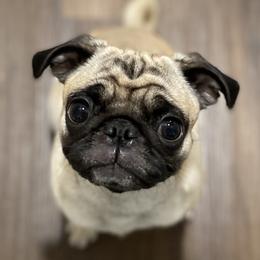 Cuddles - Pug
