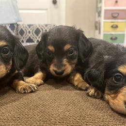 Dachshunds from Tippecanoe Mini Dachshund