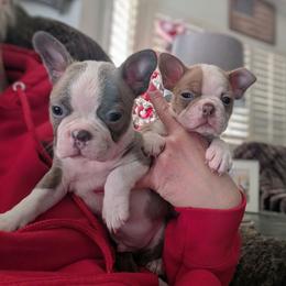 Blue boy 5 - Blue male Boston Terrier puppy in Oak Hills, California from All American Boston Terriers