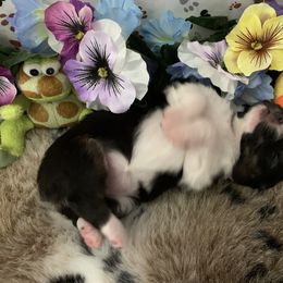 Australian Shepherd Puppies from Integrity Australian Shepherds