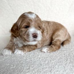 Snickers - Caramel male Australian Labradoodle puppy in Auburn, Washington from West Valley Labradoodles