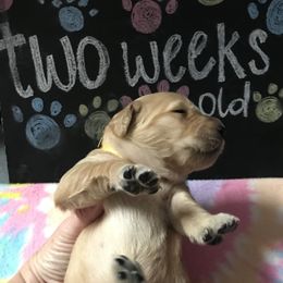 Girl 2 - Golden Retriever puppy in Argyle, Texas from Randalls Golden Retrievers